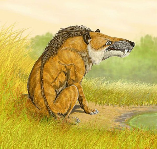 Andrewsarchus_DB