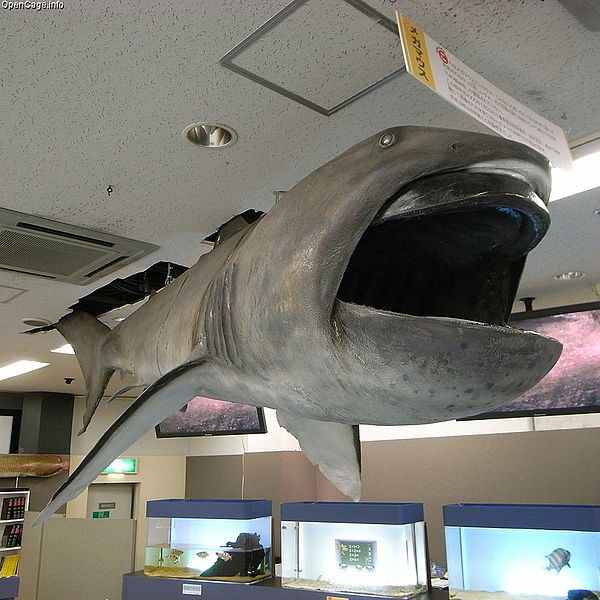 600px-Megamouth_shark_Megachasma_pelagios