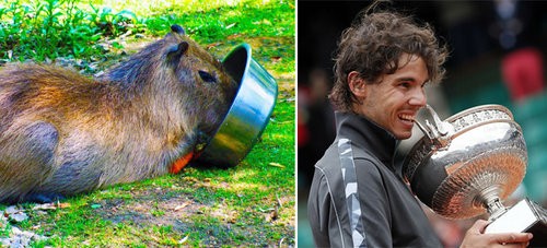 ナダルとカピバラが似てる04