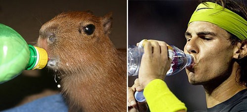 ナダルとカピバラが似てる12