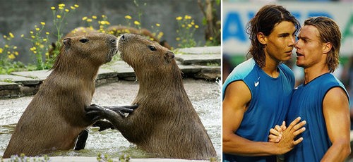 ナダルとカピバラが似てる10
