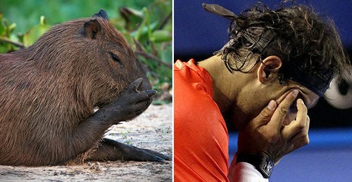 ナダルとカピバラが似てる15