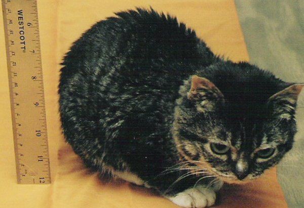 世界一小さいネコ 【めっちゃ癒し】小さい動物まとめ 12種類 NAVER まとめ