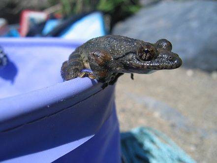 遠足 カエルの町 虫捕りたちのつぶやき