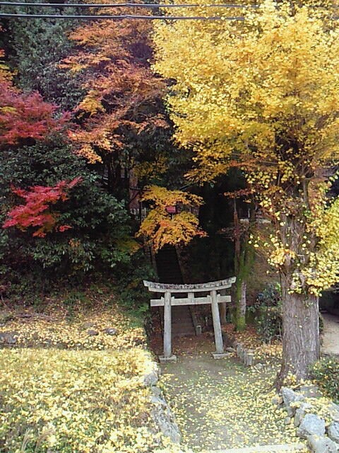 滋賀大津の紅葉 石山寺紅葉ライトアップ 神戸ストリーム