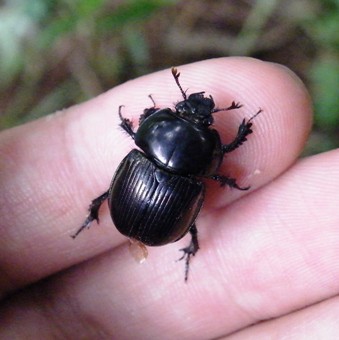 虫を捕って食べよう その３ 伊藤クロニクル