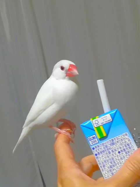 ジュースを見ると飛んでくる文鳥 : 白文鳥のぴーちゃんの記録