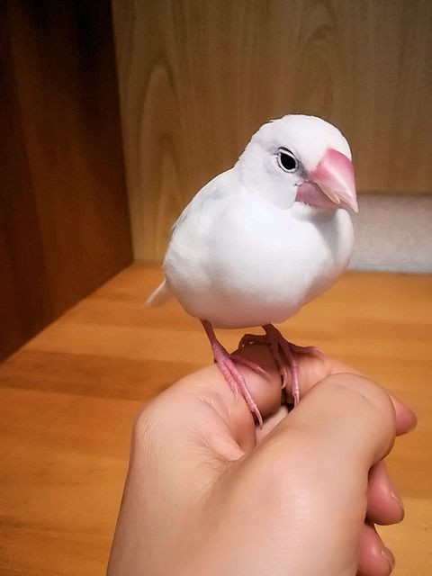 文鳥のクチバシが裂けているように見えます 白文鳥のぴーちゃんの記録