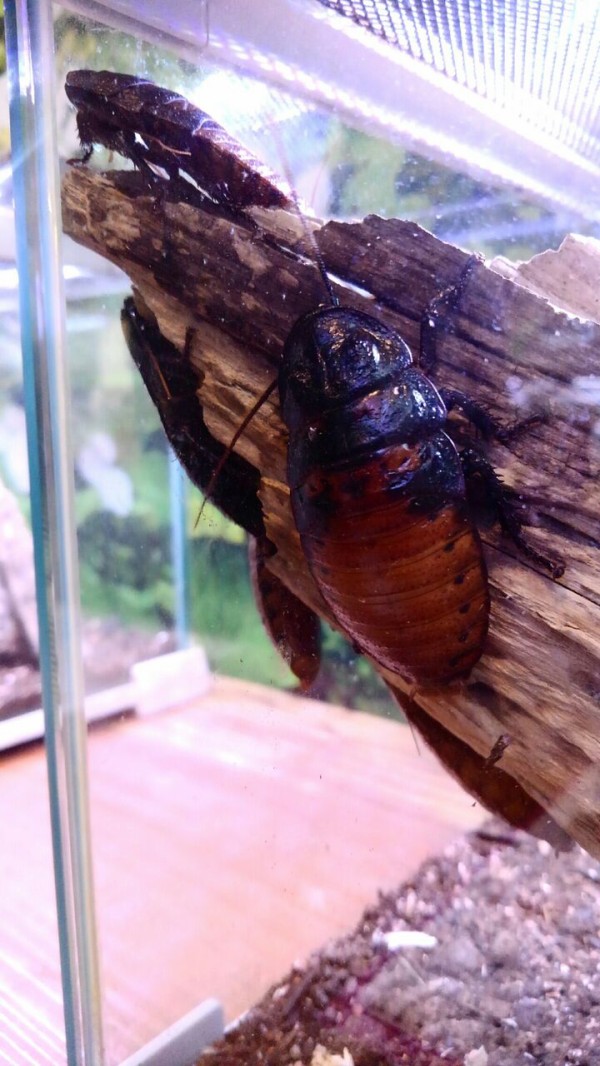 市場 マダガスカルゴキブリ 幼虫２０匹セット ポルテントーサ