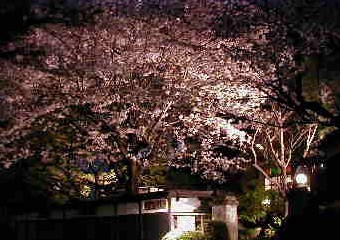 桜喰亭 Kとaの話