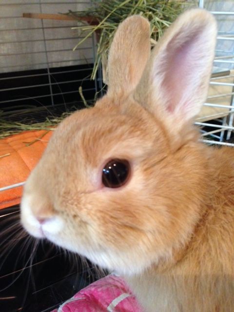 顔特集 ほたてだってうさぎ