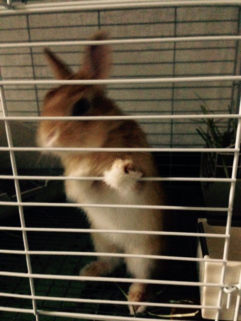 手をかけるうさぎ ほたてだってうさぎ