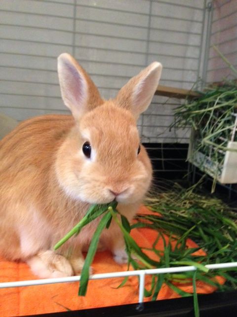 爆食い ほたてだってうさぎ 爆食い ほたてだってうさぎ