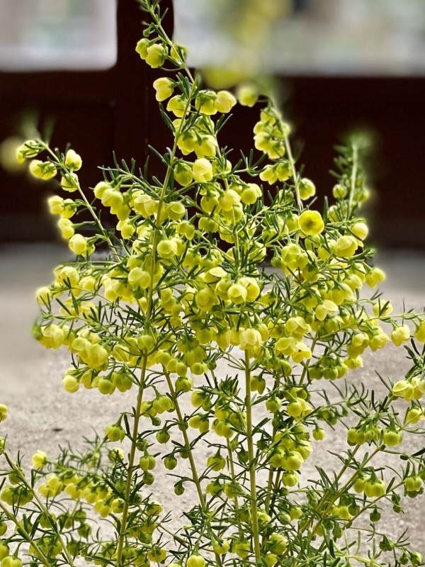 柑橘系の香りがサイコー でーーーっかい ハーブボール 18個 柑橘系