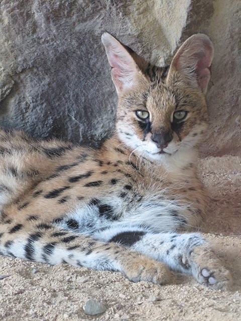 サーバルキャット ディーン 福山市立動物園 19 08 11 鳴ぐごはいねが Zoo Aquarium サーバルキャット ディーン 福山市立動物園 19 08 11 鳴ぐごはいねが Zoo Aquarium
