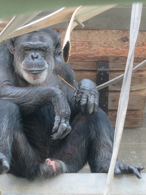 チンパンジー コータ わんぱーくこうちアニマルランド 19 08 05 鳴ぐごはいねが Zoo Aquarium