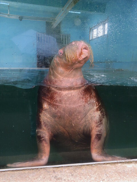セイウチショー♀ウーリャ♂ウチオ/おたる水族館 2019/05/31】 : 鳴ぐ