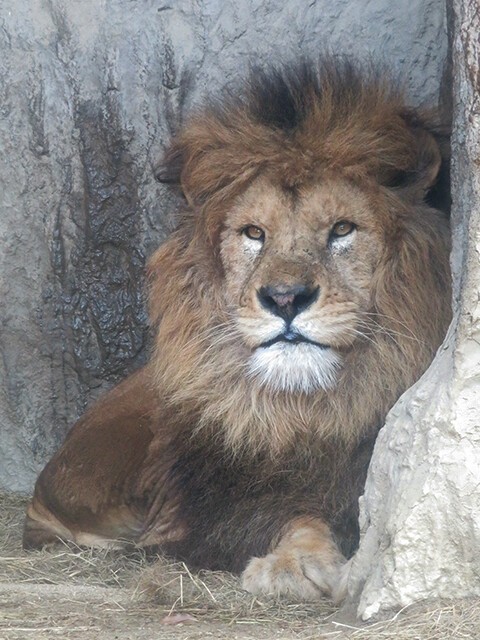 ライオン♂サン【熊本市動植物園 2019/03/08①】 : 鳴ぐごはいねが