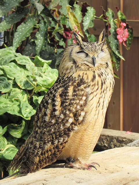 フクロウ/ミミズク 【神戸どうぶつ王国 2016/01/04】 : 鳴ぐごはいねが