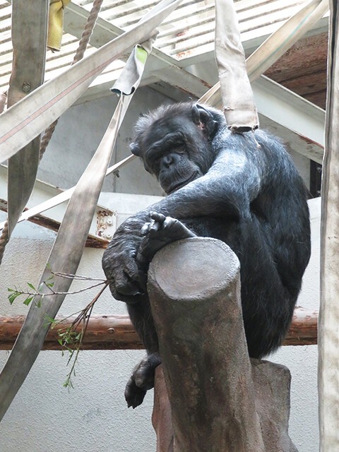 チンパンジー コータ わんぱーくこうちアニマルランド 19 08 05 鳴ぐごはいねが Zoo Aquarium