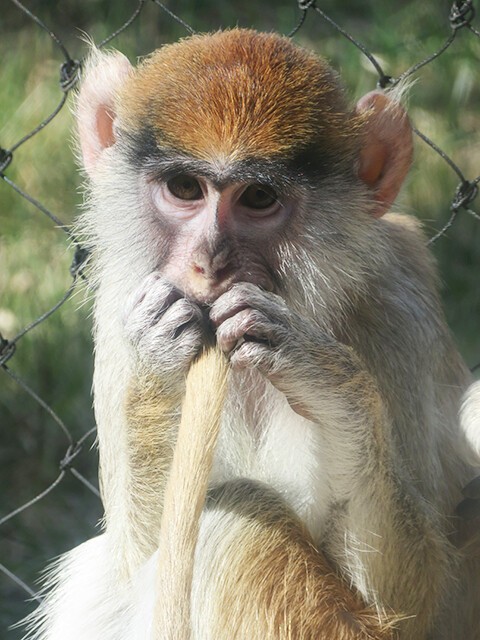 パタスザル のんほいパーク 01 05 鳴ぐごはいねが Zoo Aquarium