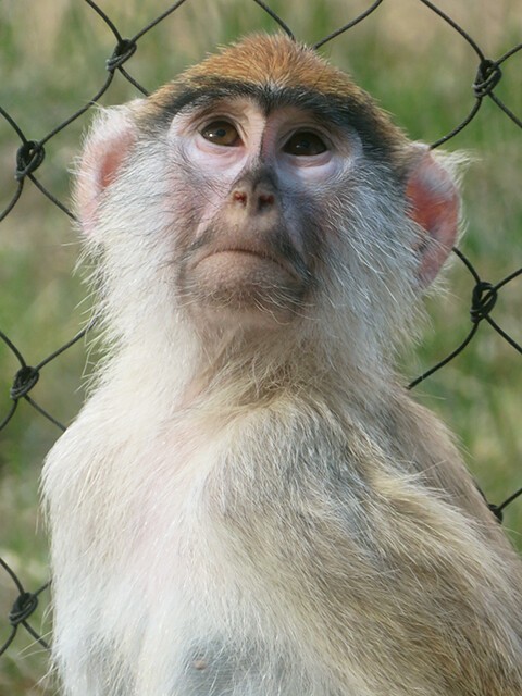 パタスザル のんほいパーク 01 05 鳴ぐごはいねが Zoo Aquarium