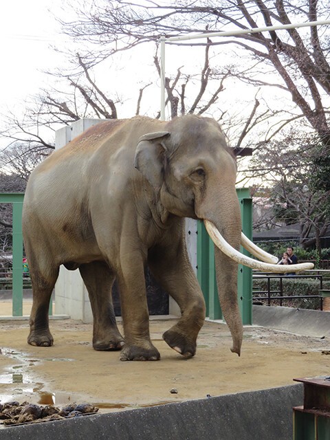 ゾウ♂マック♀ズゼ 【神戸市立王子動物園 2020/01/06】 : 鳴ぐごはい