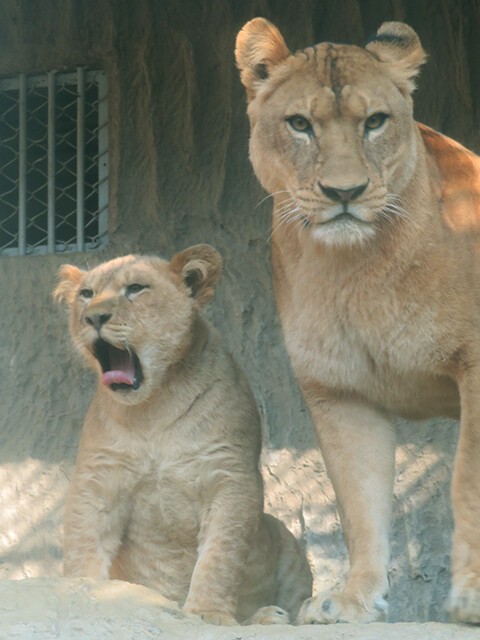 ライオン♀クリアママと3つ子たち 【熊本市動植物園 2019/12/15】 : 鳴