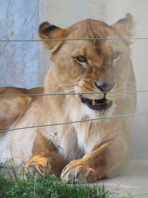 ライオン♂キング♀プリンセス 【盛岡市動物公園ZOOMO 2019/05/25