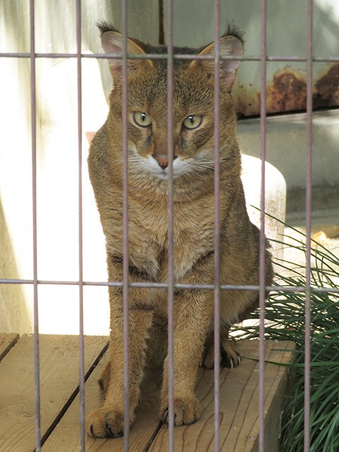 ジャングルキャット 【東山動植物園 2021/10/08】 : 鳴ぐごはいねが