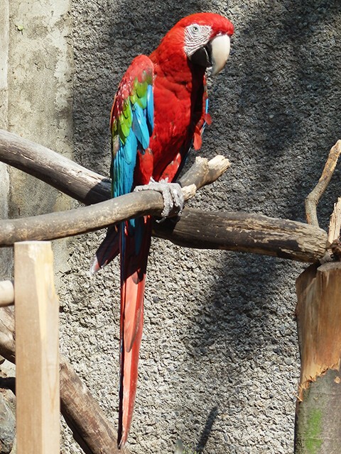 ベニコンゴウインコ/ルリコンゴウインコ 【羽村市動物公園 2012