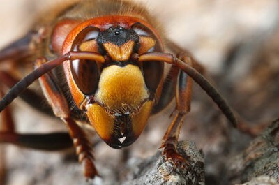画像 なんj民 スズメバチすげえ 危険生物 キャッキャ アメリカ様 本場の危険生物見せたろか 女子アナお宝画像速報 5chまとめ 画像 なんj民 スズメバチすげえ 危険生物 キャッキャ アメリカ様 本場の危険生物見せたろか 女子アナお宝画像速報 5chまとめ
