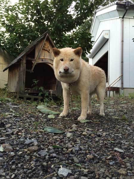 画像 蜂に刺された犬の末路 ｗｗｗ 女子アナお宝画像速報 5chまとめ