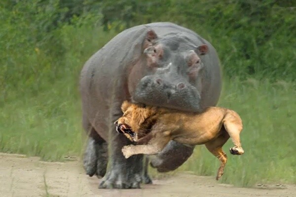 画像 牛が子ゾウを虐めた結果shshshshshshshshshshshsh 女子アナお宝画像速報 5chまとめ