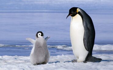 画像 ペンギンの赤ちゃん おかあさんと一緒に歩く練習をしてしまう 女子アナお宝画像速報 5chまとめ