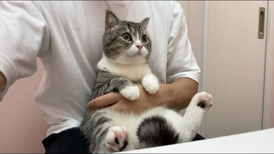 悲報 もちまるの飼い主 猫で稼いだ金で一軒家を買う 女子アナお宝画像速報 5chまとめ