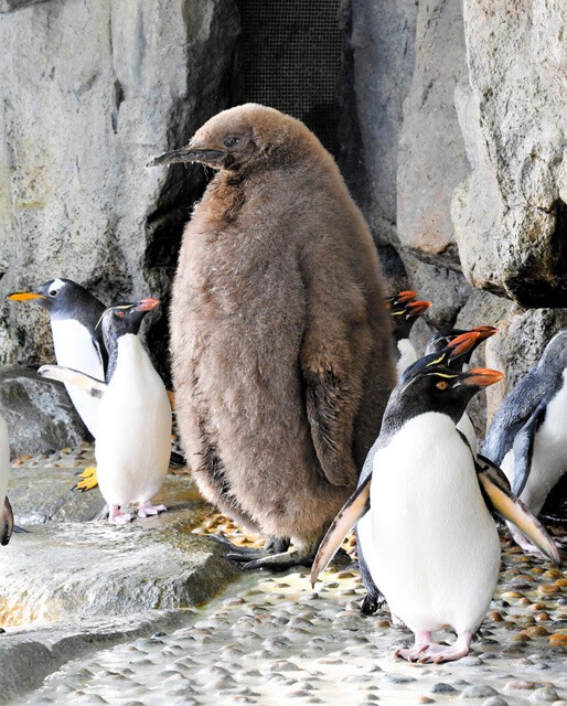 悲報 ペンギンの赤ちゃん かわヨすぎる 女子アナお宝画像速報 5chまとめ