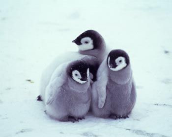 悲報 ペンギンの赤ちゃん かわヨすぎる 女子アナお宝画像速報 5chまとめ