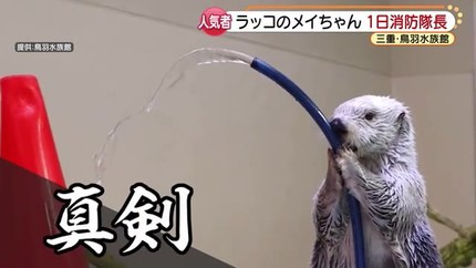 朗報 ラッコ 可愛い 女子アナお宝画像速報 5chまとめ