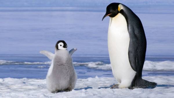 悲報 ペンギンの赤ちゃん かわヨすぎる 女子アナお宝画像速報 5chまとめ