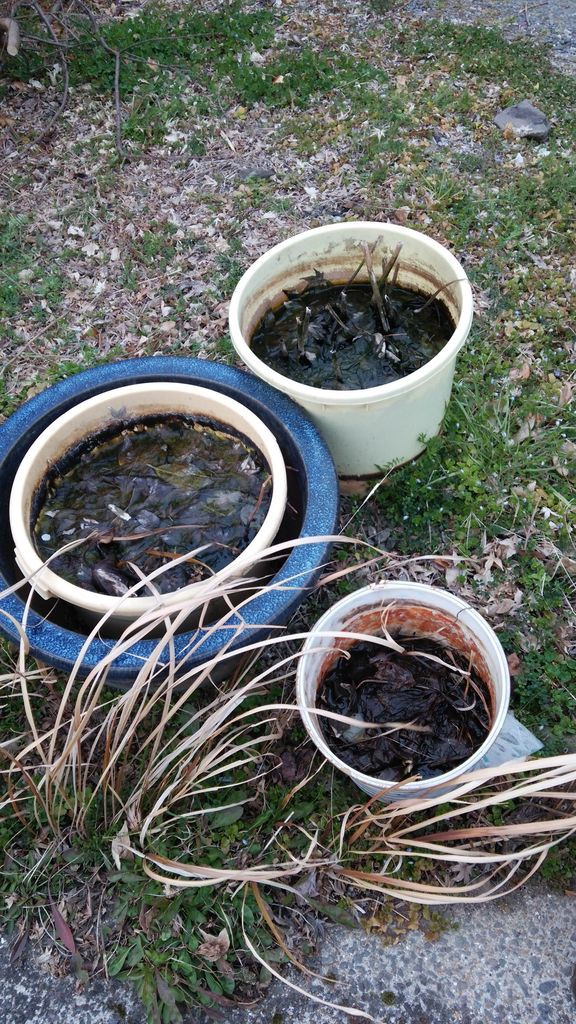 レンコンを掘り始めます 蓮の植え替え はぶ あ ていすと