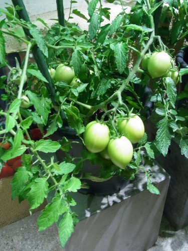 サントリー本気野菜 食べてみたい を育てよう トマトの世界 In 六本木農園 そんな毎日 こんな毎日 Powered By ライブドアブログ