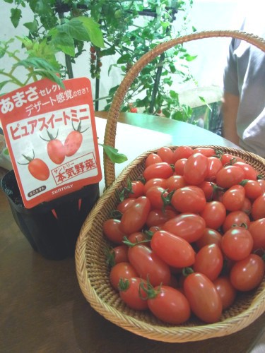 サントリー本気野菜 食べてみたい を育てよう トマトの世界 In 六本木農園 そんな毎日 こんな毎日 Powered By ライブドアブログ