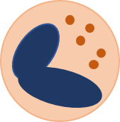 血球細胞の パワポを用いた イラスト作成方法 ゆーり あのてーしょん