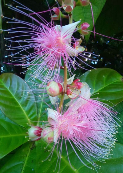 銃被害 一夜限りの サガリバナ Kurosの川柳