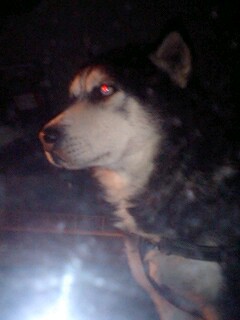赤目 シベリアンハスキー ニコ アズノンメモリアル