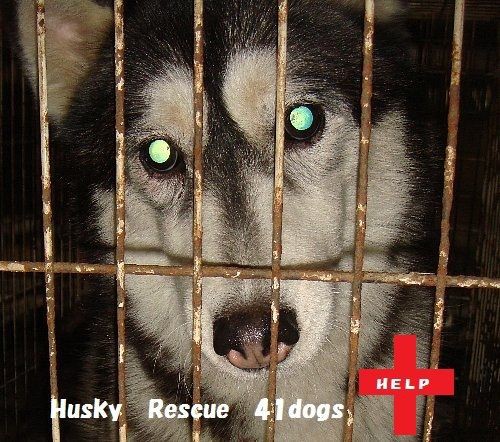 ハスキーブリーダー崩壊 里親大募集 ニコ坊 毎日がエブリデイ