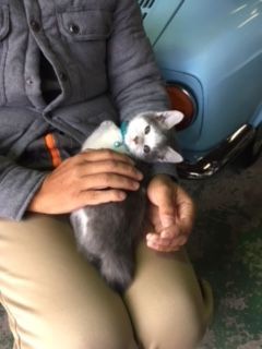 850オーナーsさん カロッツェリアヤジマ猫部長任命 Machioの独り言 Fiat Abarth Autobianchi A112 850オーナーsさん カロッツェリアヤジマ猫部長任命 Machioの独り言 Fiat Abarth Autobianchi A112