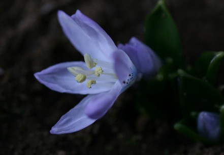 薄紫の花 くらしの中で