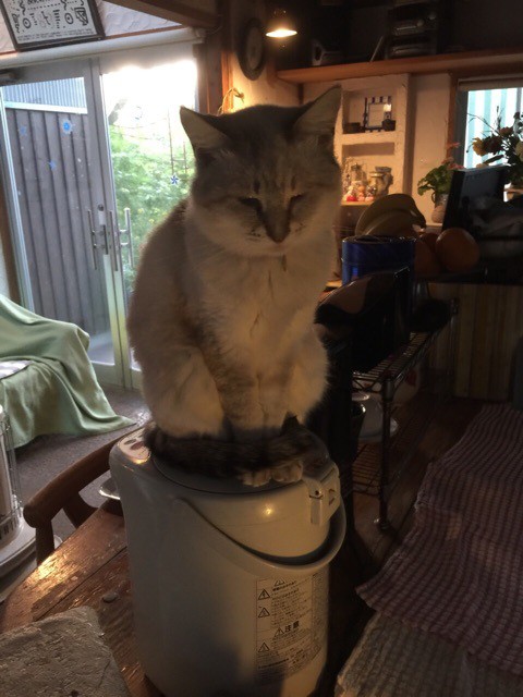 プチ旅行 湯布院 猫ちゃんおもてなしの宿 オーベルゼ レ ボー 今日もおうちdeごはん Gohan Powered By ライブドアブログ プチ旅行 湯布院 猫ちゃんおもてなしの宿 オーベルゼ レ ボー 今日もおうちdeごはん Gohan Powered By ライブドアブログ
